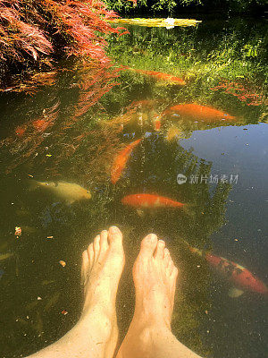 在炎热的夏天，男人的脚在花园锦鲤池降温，男人的毛腿、脚和脚趾浸在寒冷的池塘水里，锦鲤在附近游泳，在炎热的夏天把脚浸到水里降温，花园的倒影