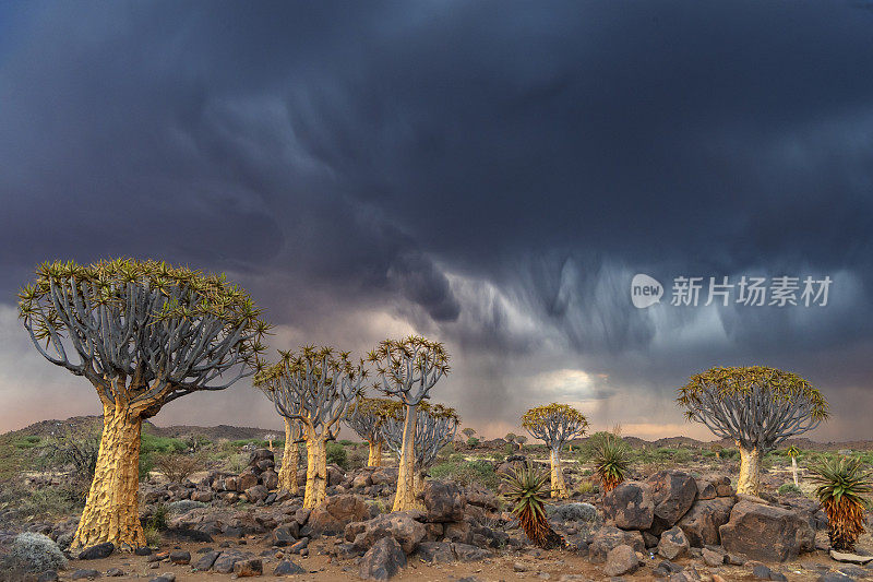 傍晚的雷雨在箭袋树森林，南纳米比亚