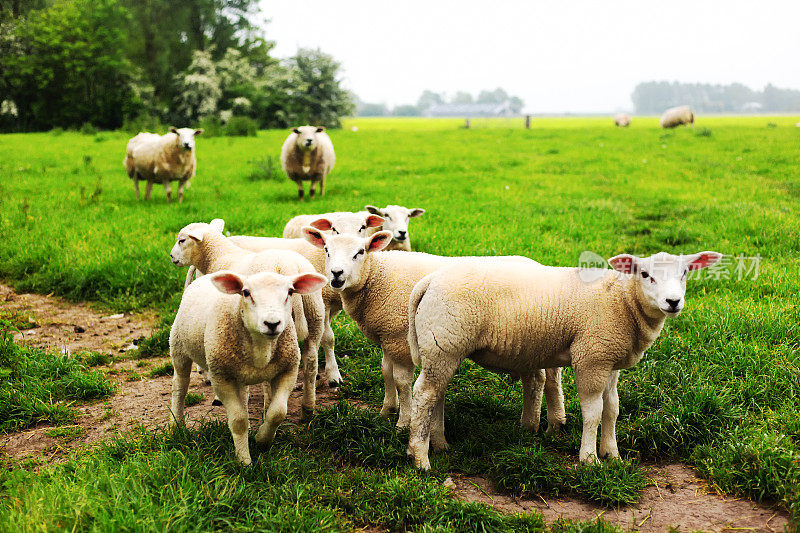 荷兰，弗里斯兰:草地上的白羊和小羊羔