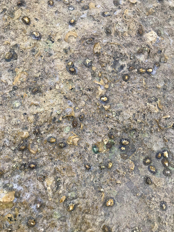 在英国多塞特的伯恩茅斯海滩，海边的岩石与帽贝，贝壳和化石旁边的海滩岩石池，海浪和有纹理的石头壁纸背景，水生贝类材料的岩石，英国