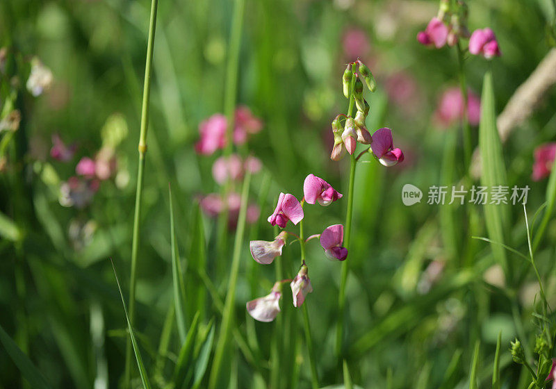 甜豌豆盛开在弗雷泽山谷，加拿大