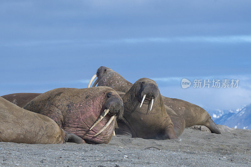 海象聚集在斯瓦尔巴群岛，几只雄性海象躺在沙滩上