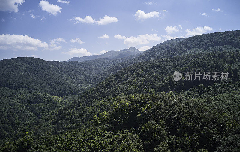 健康的绿色树木在云杉，冷杉和松树森林