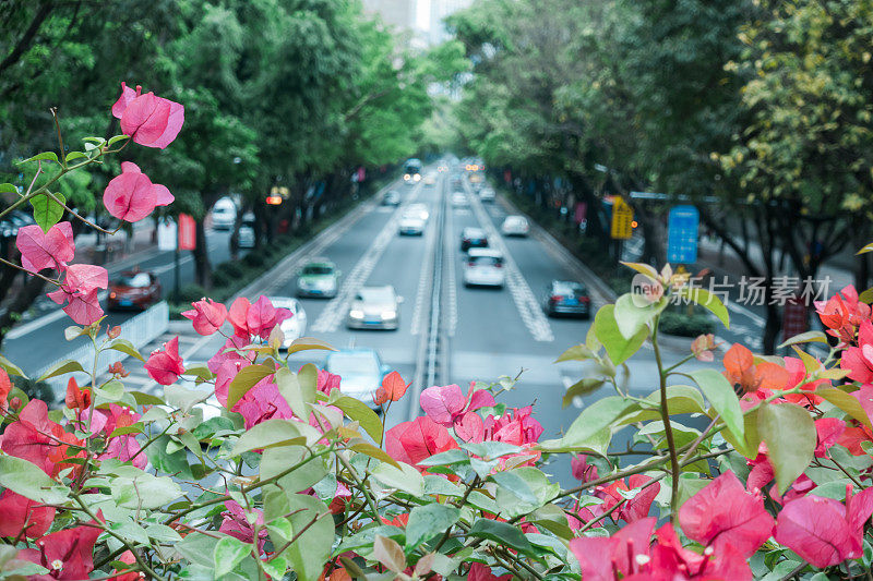 杜鹃花盛开的城市大道