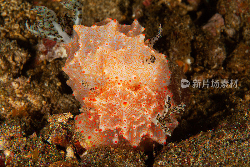 海洋生物。彩色的海蛞蝓水下生物裸鳃