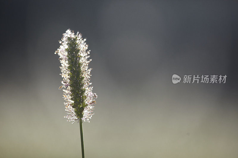 清晨的露珠