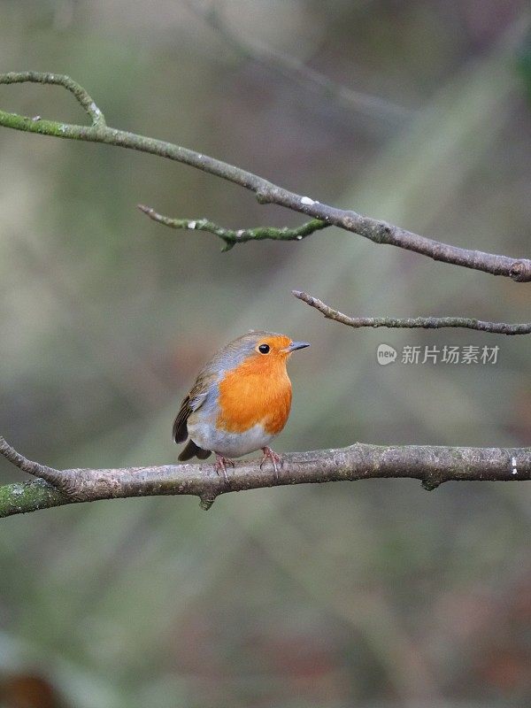 罗宾-红斑狼疮rubecula