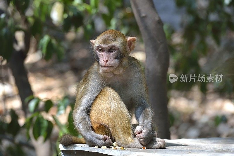 日常生活中的野生猕猴——一只坐在树枝上的猴子