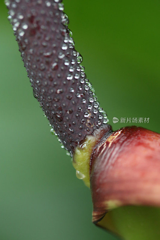 热带植物