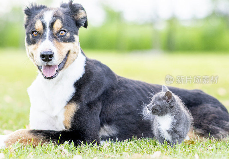 狗和猫坐在草地上的照片