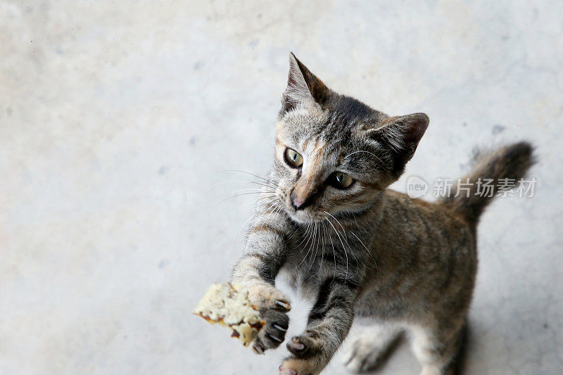 吃饭的时间到了!Meowwww……