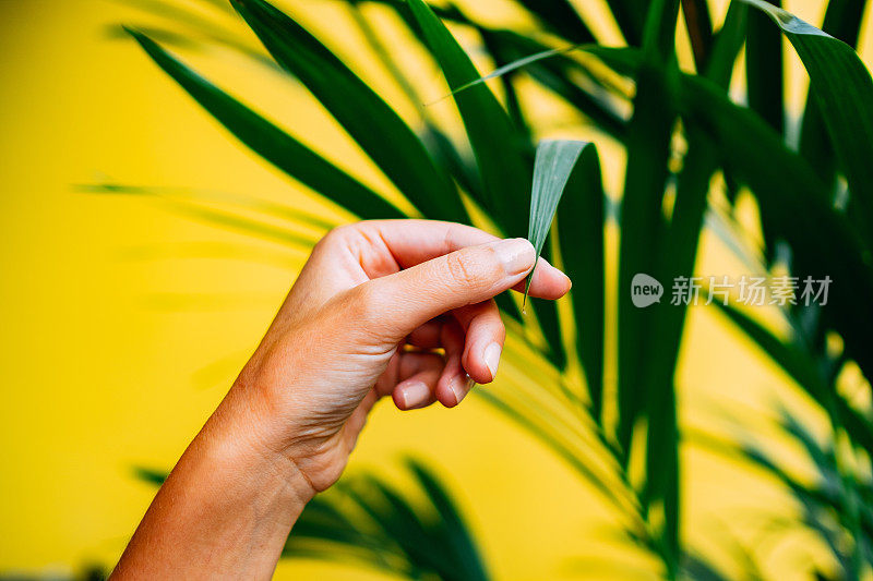 女人用手触摸热带植物