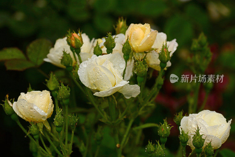 集群白玫瑰