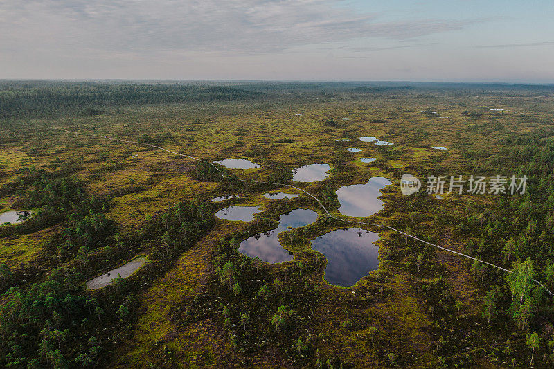 爱沙尼亚沼泽的风景