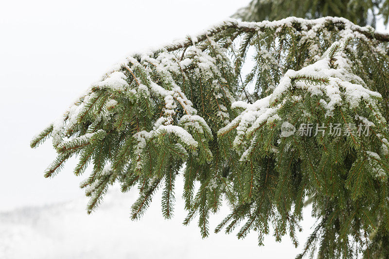 12月，圣诞树的树枝上覆盖着冰雪