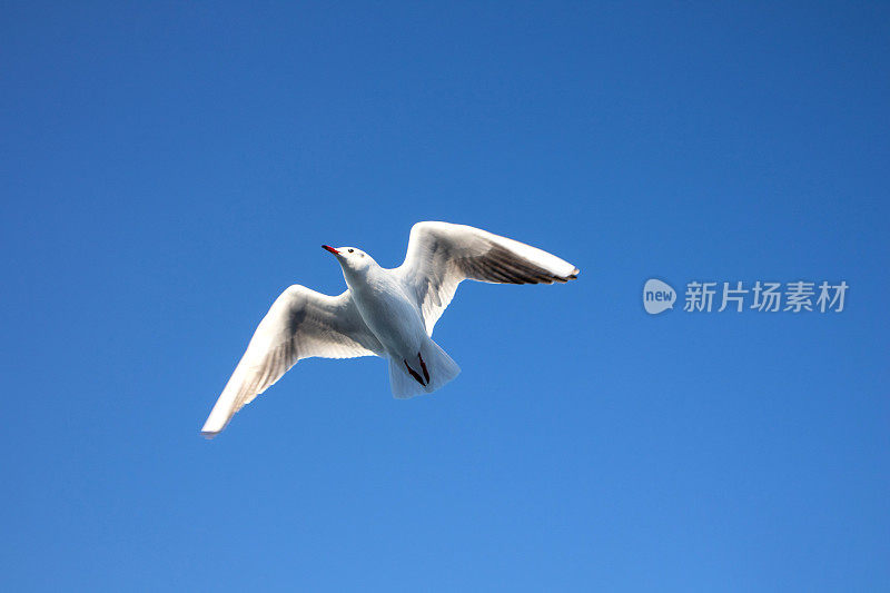 海鸥在湛蓝的天空中飞翔