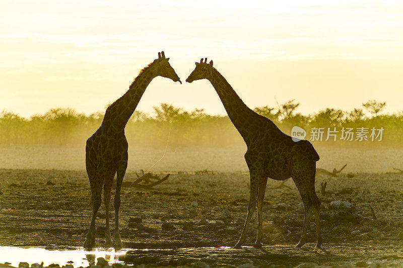 两只长颈鹿在伊托沙面对面
