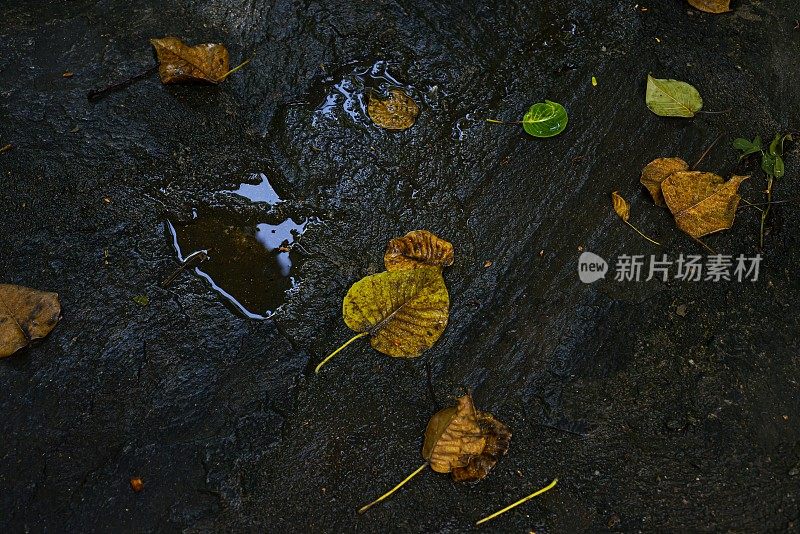 雨后湿地板上的叶子