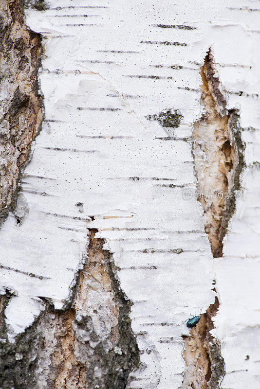 白桦树皮。