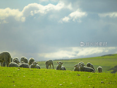 绵羊在阳光明媚的夏季景观