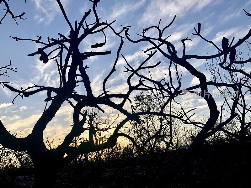 森林大火后日落时Banksia树的剪影