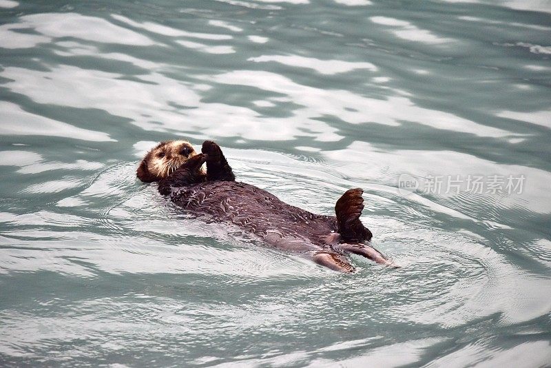 海獭餐厅