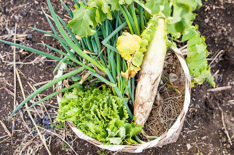 近距离接触新鲜的有机蔬菜在一个篮子
