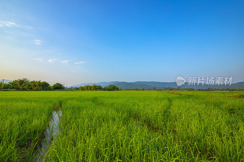 蓝天下绿色的稻田，背井离乡的山峦。农业、增长和农业概念。