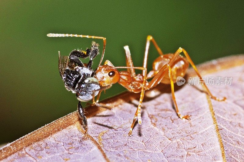封闭的蚂蚁携带苍蝇昆虫。