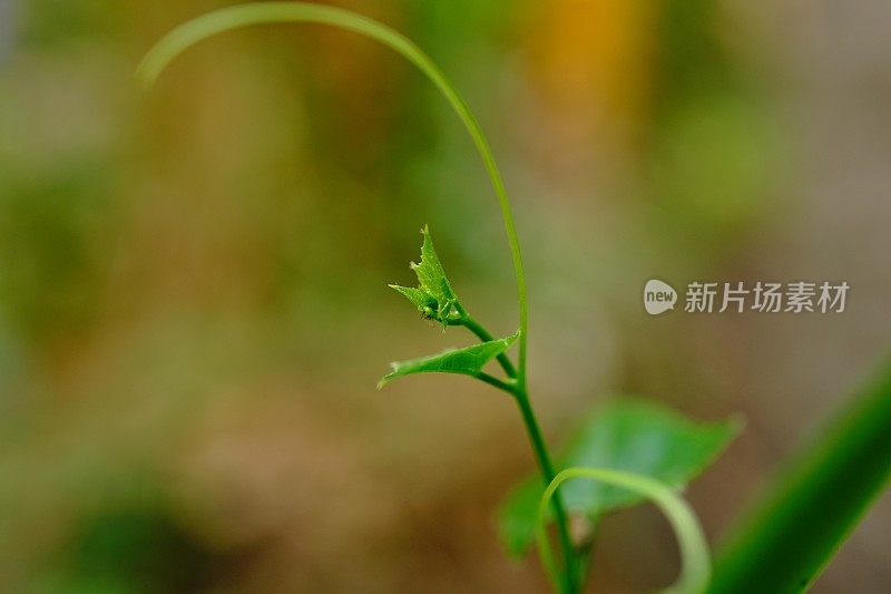 大瓢虫或常春藤葫芦