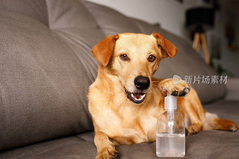 搞笑的狗推着酒精洗手液