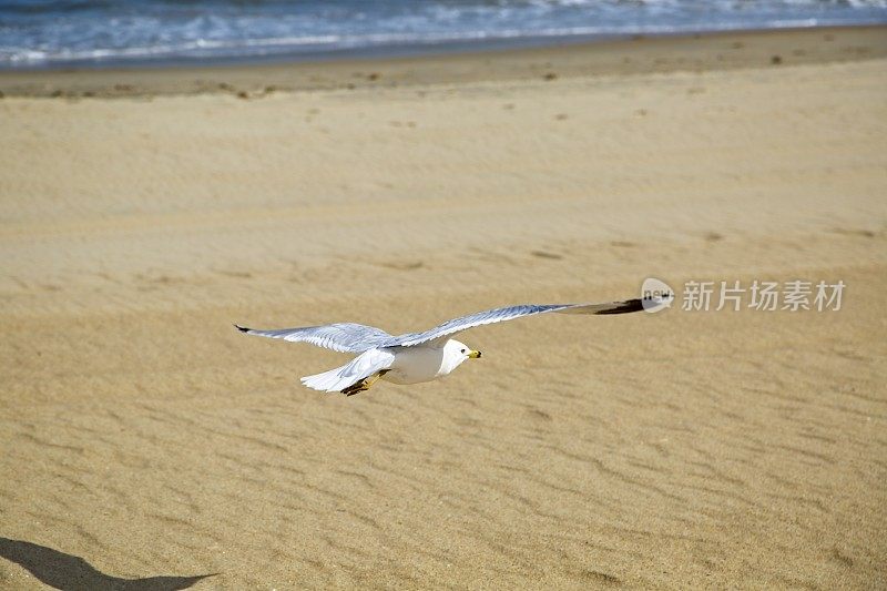 海鸥