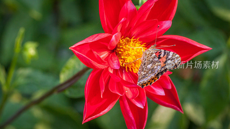 Butterfly-lady-in-law。瓦妮莎·卡杜在大丽花火星上。