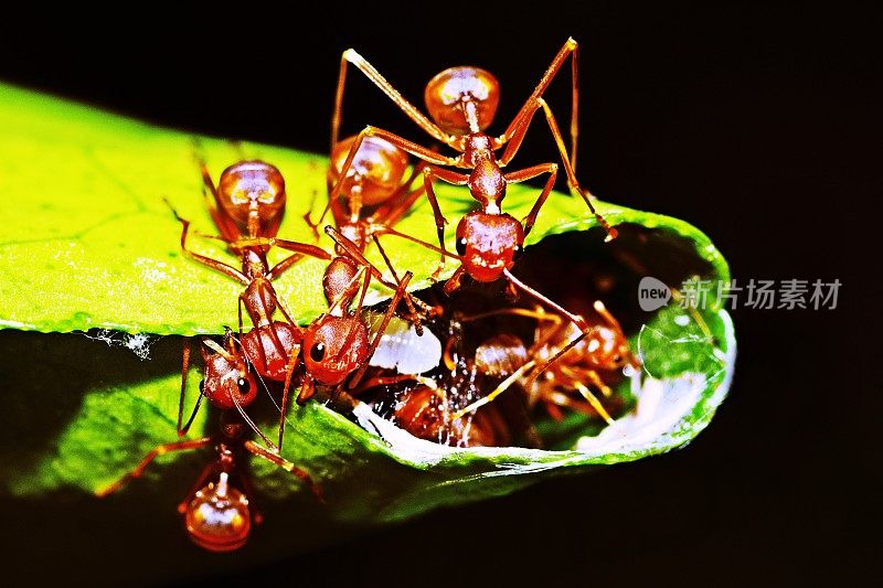 蚂蚁咬树叶，帮助筑巢。