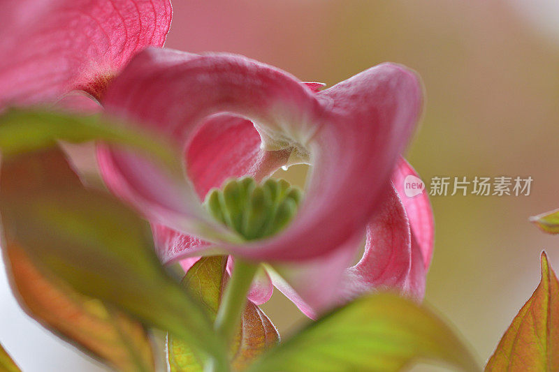 山茱萸花的极端特写照片，被花瓣状苞片包围