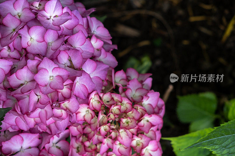 紫粉绣球花近距离