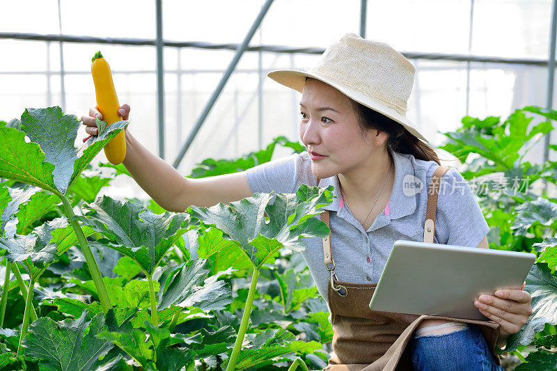 青年科学家在温室研究蔬菜