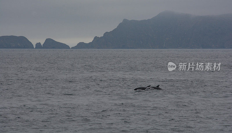 海峡群岛国家公园附近，海豚跃出水面