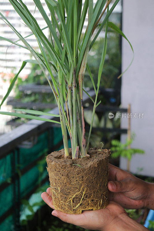 无法辨认的人拿着柠檬草植物的根准备种植在花盆，盆栽植物的图像