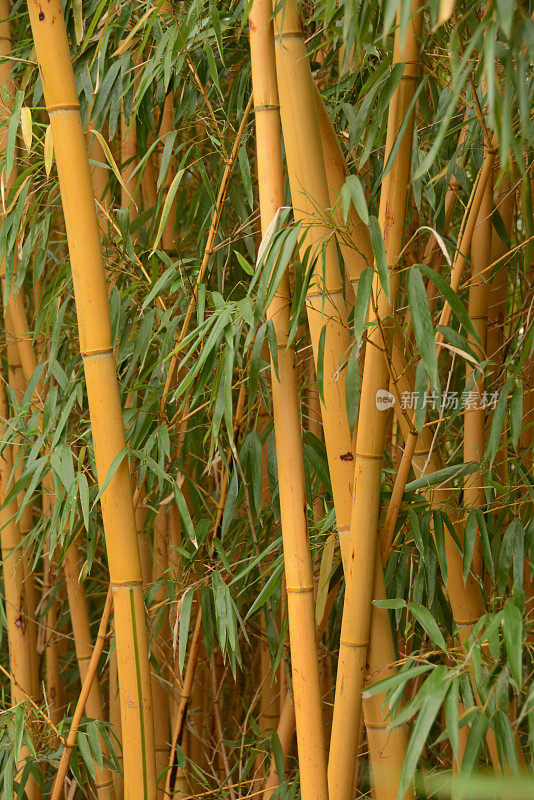黄槽竹子。