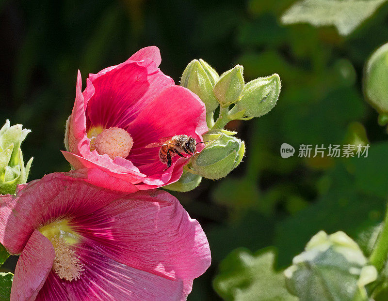 收集花粉