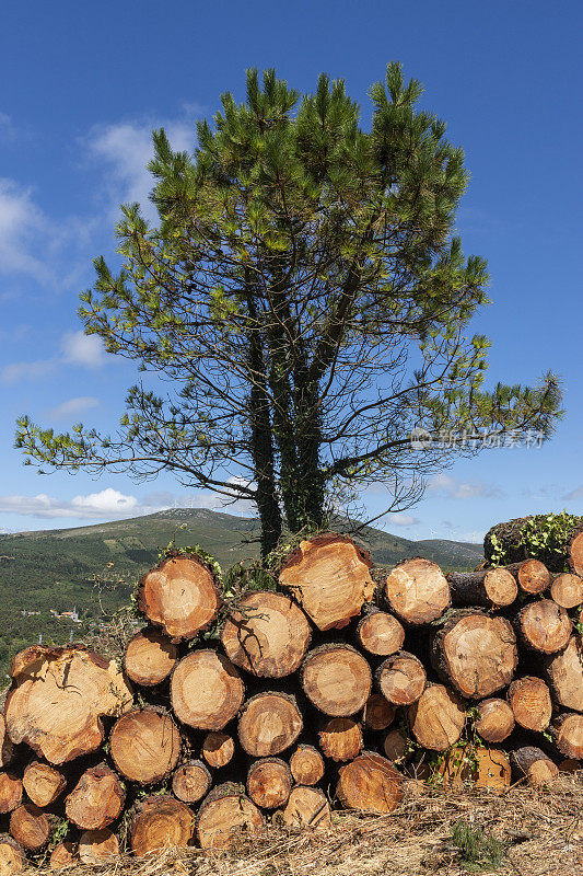 西班牙加利西亚的森林里被砍伐的松木