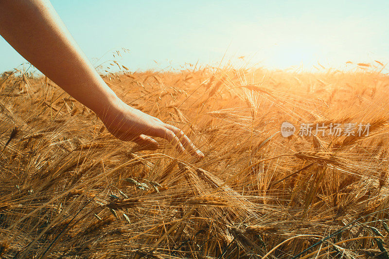 农学家农民手摸着成熟的麦穗，在阳光明媚的日子里用蓝天作背景与copyspace。农村风景背景。新丰收和收获小麦的理念