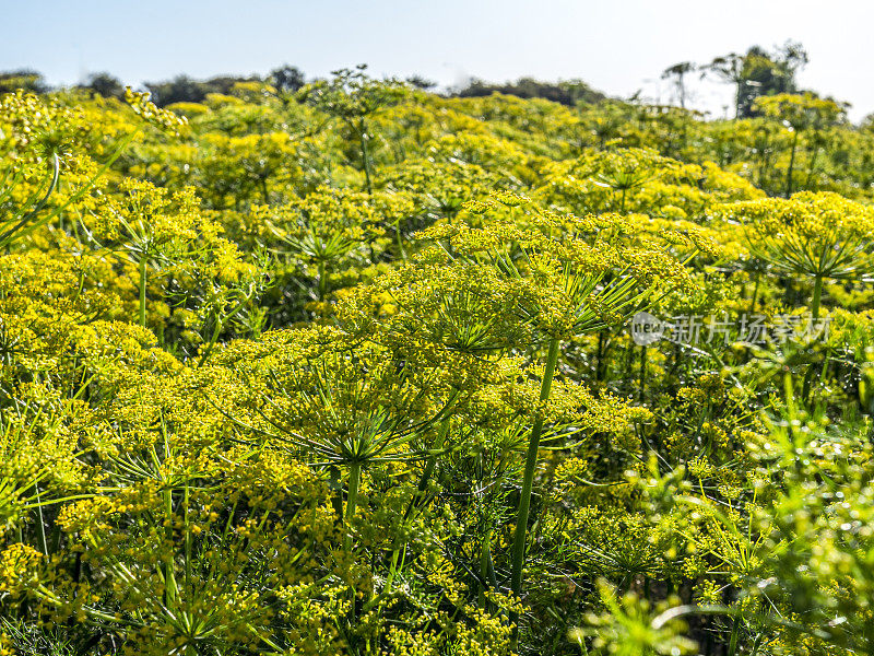 绿莳萝茴香花