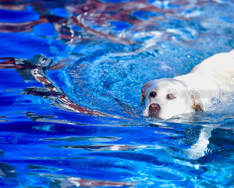 泳池里的拉布拉多犬