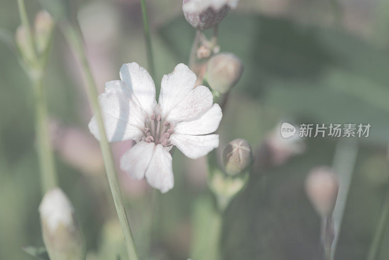 海岸边生长着海洋植物