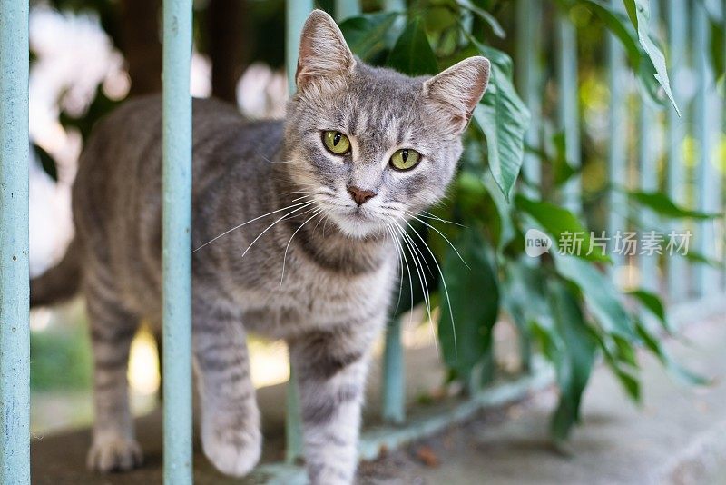 好奇的小猫看着相机