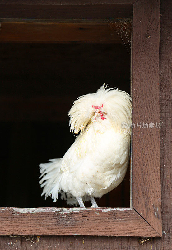 奇特的白鸡栖息在谷仓的窗台上