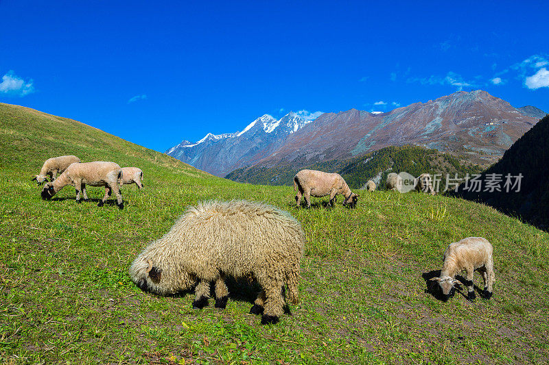 阿尔卑斯山的瓦莱黑鼻羊
