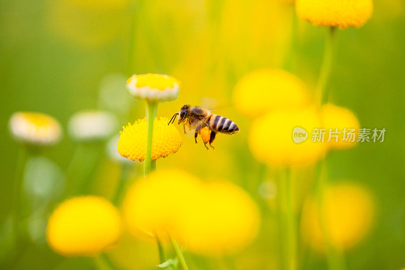 蜜蜂在黄色野花旁边盘旋